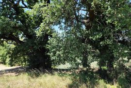 Istra, Buzet - građevinsko zemljište s pogledom na prirodu, Buzet, Terreno