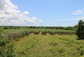 Istra - Poreč, građevinsko zemljište 500 m do mora T1 zona, Poreč, Arazi