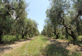 Istra - Poreč, građevinsko zemljište 500 m do mora T1 zona, Poreč, Terrain