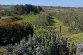 Zadar -luksuzna vila  s bazenom u oazi  zelenila, Zadar, Kuća