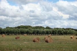 Ližnjan - atraktivno zemljište, Ližnjan, Land