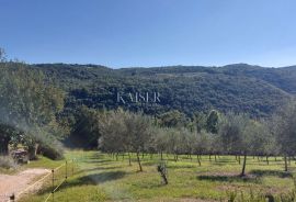 Istra, Motovun - građevinsko zemljište, Motovun, Terreno