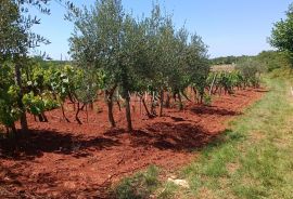 Istra - Baderna - poljoprivredno zemljište, 4510 m2, Poreč, Land