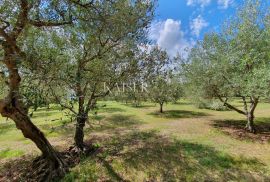 Istra - Poreč, poljoprivredno zemljište u zoni turističke gradnje, Tar-Vabriga, Земля