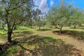 Istra - Poreč, poljoprivredno zemljište u zoni turističke gradnje, Tar-Vabriga, Terrain