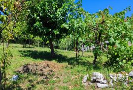 Labin - imanje s kućom, 28.000m2, Labin, Land