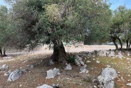 Otok Pag, Lun - jedinstveno građevinsko zemljište sa maslinikom, Pag, Terra