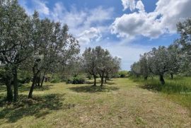 Građevinsko zemljište Prodaje se građevinsko zemljište, 647 m2, u Galižani, Vodnjan, Terreno