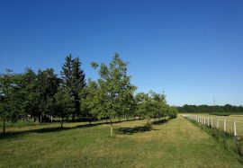 Voćnjak s bunarom i orasima-idealna prilika!, Koprivnica, Γη