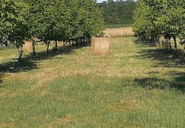 Voćnjak s bunarom i orasima-idealna prilika!, Koprivnica, Land