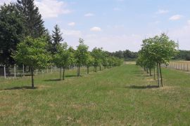 Voćnjak s bunarom i orasima-idealna prilika!, Koprivnica, Terra