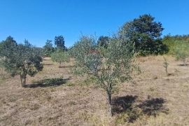 Istra, okolica Svetvinčenta, veliko zemljište, građevinsko i poljoprivredno, Svetvinčenat, Tierra