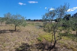 Istra, okolica Svetvinčenta, veliko zemljište, građevinsko i poljoprivredno, Svetvinčenat, Tierra