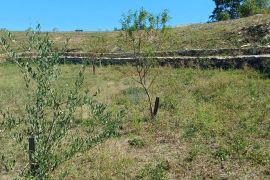 Istra, okolica Svetvinčenta, veliko zemljište, građevinsko i poljoprivredno, Svetvinčenat, Land