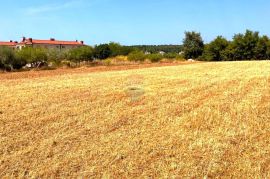 Istra, Lovrečica, Građevinski teren 150 m od mora, Umag, Tierra