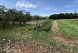 Umag, okolica - Samostojeća kuća na velikoj okućnici od 4 hektara, Umag, Famiglia