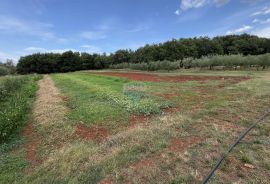 Umag, okolica - Samostojeća kuća na velikoj okućnici od 4 hektara, Umag, Famiglia