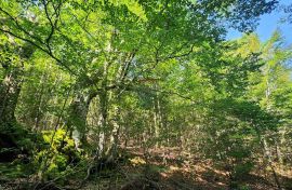 Gorski kotar, Mrkopalj - mlada bukova šuma, Mrkopalj, Tierra