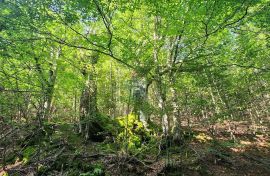 Gorski kotar, Mrkopalj - mlada bukova šuma, Mrkopalj, Zemljište