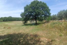 Sveti Lovreč, okolica, prekrasan građevinski teren, Sveti Lovreč, Arazi