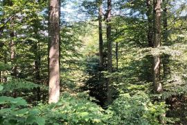 Gorski kotar, Fužine - Šumsko zemljište s prekrasnim pogledom i pristupnim putom, 5399 m2, Fužine, Terreno