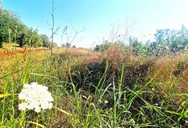 Istra,Brtonigla-Veliko poljoprivredno zemljište, Brtonigla, Terreno