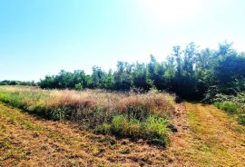 Istra,Brtonigla-Veliko poljoprivredno zemljište, Brtonigla, Terreno