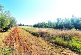 Istra,Brtonigla-Veliko poljoprivredno zemljište, Brtonigla, Terreno