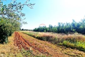 Istra,Brtonigla-Veliko poljoprivredno zemljište, Brtonigla, Terreno