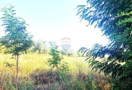 Istra,Brtonigla-Veliko poljoprivredno zemljište, Brtonigla, Terreno