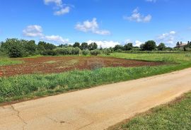 Istra, Brtonigla, građevinsko zemljište s idejnim projektom, Brtonigla, Land