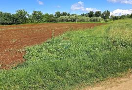 Istra, Brtonigla, građevinsko zemljište s idejnim projektom, Brtonigla, Земля