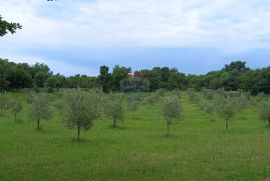 Istra, Vodnjan, imanje s maslinama i dozvolom za gradnju, Vodnjan, Terrain