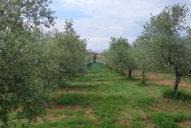 Istra, Vodnjan, imanje s maslinama i dozvolom za gradnju, Vodnjan, Terreno