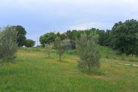 Istra, Vodnjan, imanje s maslinama i dozvolom za gradnju, Vodnjan, Terrain