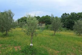 Istra, Vodnjan, imanje s maslinama i dozvolom za gradnju, Vodnjan, Terreno