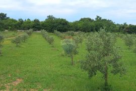 Istra, Vodnjan, imanje s maslinama i dozvolom za gradnju, Vodnjan, أرض