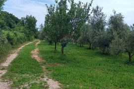 Istra, Vodnjan, imanje s maslinama i dozvolom za gradnju, Vodnjan, Terreno