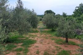 Istra, Vodnjan, imanje s maslinama i dozvolom za gradnju, Vodnjan, Terrain