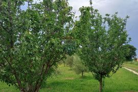 Istra, Vodnjan, imanje s maslinama i dozvolom za gradnju, Vodnjan, Tierra