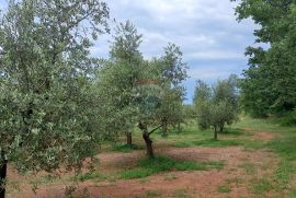 Istra, Vodnjan, imanje s maslinama i dozvolom za gradnju, Vodnjan, Terreno