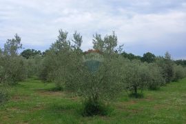 Istra, Vodnjan, imanje s maslinama i dozvolom za gradnju, Vodnjan, Arazi