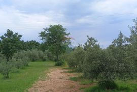 Istra, Vodnjan, imanje s maslinama i dozvolom za gradnju, Vodnjan, Terra