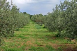 Istra, Vodnjan, imanje s maslinama i dozvolom za gradnju, Vodnjan, Terrain