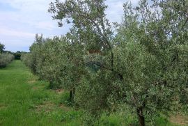 Istra, Vodnjan, imanje s maslinama i dozvolom za gradnju, Vodnjan, Terra