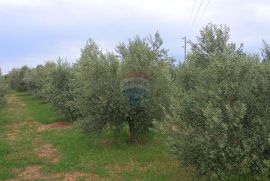 Istra, Vodnjan, imanje s maslinama i dozvolom za gradnju, Vodnjan, Arazi