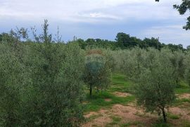 Istra, Vodnjan, imanje s maslinama i dozvolom za gradnju, Vodnjan, Terrain