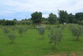 Istra, Vodnjan, imanje s maslinama i dozvolom za gradnju, Vodnjan, Terrain