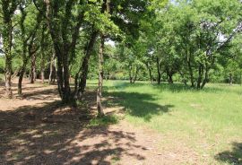 Poljoprivredno zemljište u Taru, Tar-Vabriga, Land