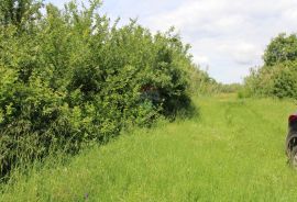 Lijepi maslinik u Taru s pogledom na more, Tar-Vabriga, Terreno